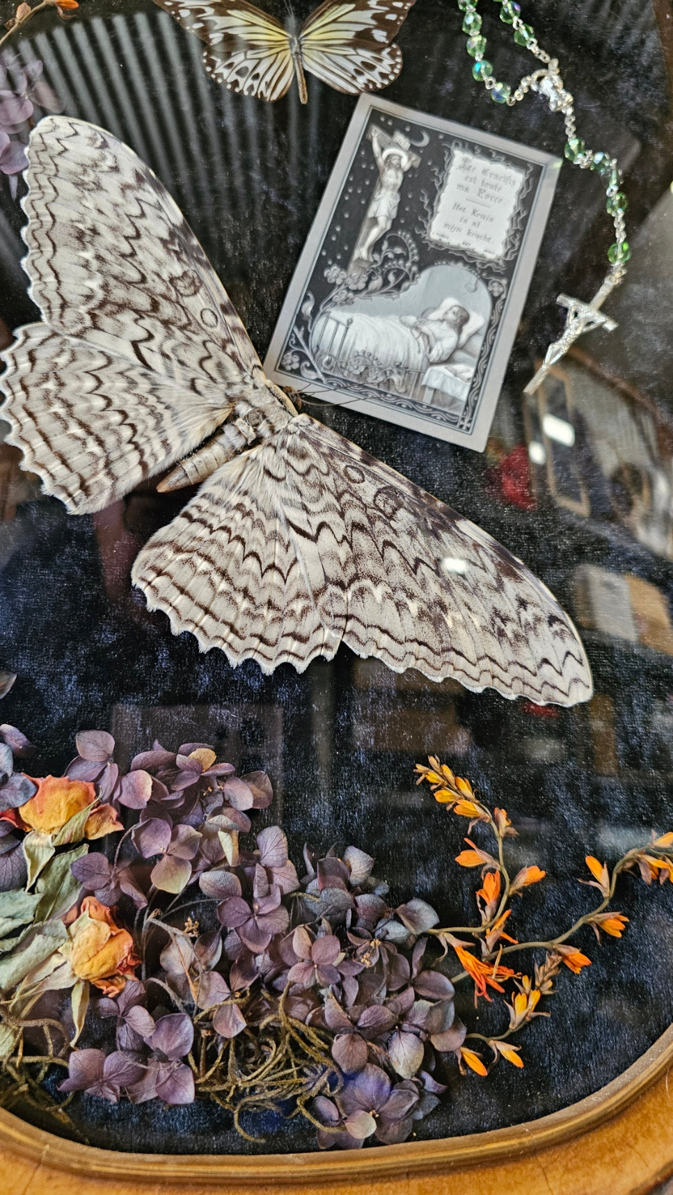 Frame vintage - Victorian Gothic bubble frame with White Witch Moth