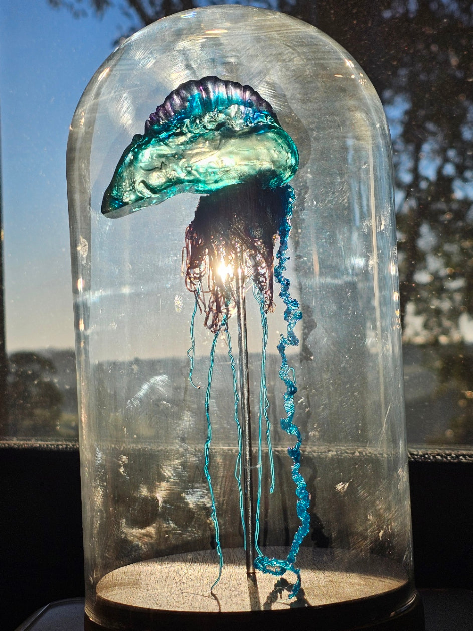 Blue Bottle jellyfish in glass dome (26cm)