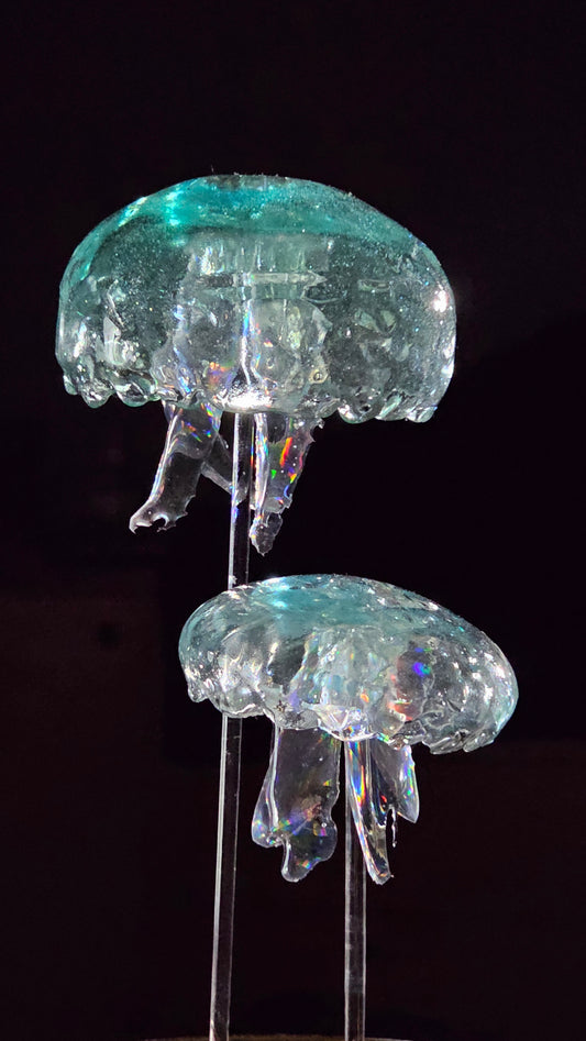 Irony Specimen: Moon jellyfish