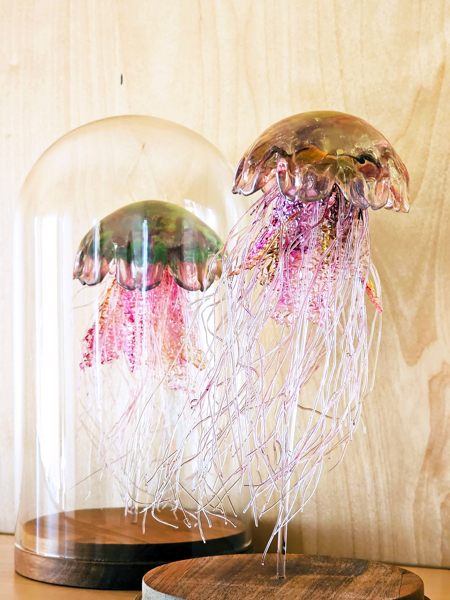 Lion's Mane jellyfish in glass dome (26cm)