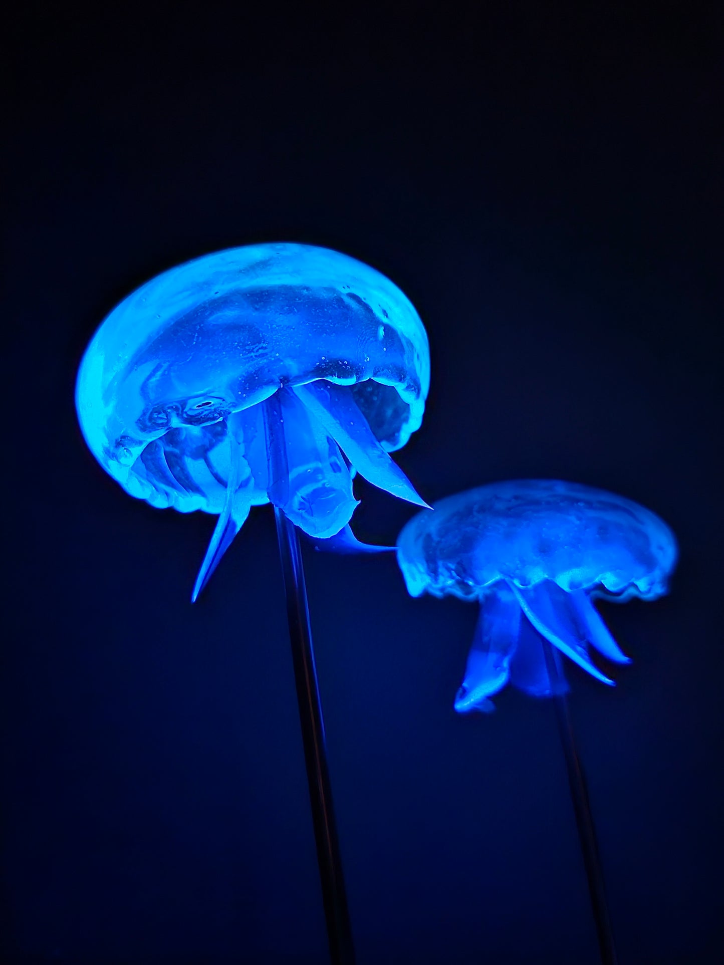 COMING SOON - Moon jellyfish pair in glass dome