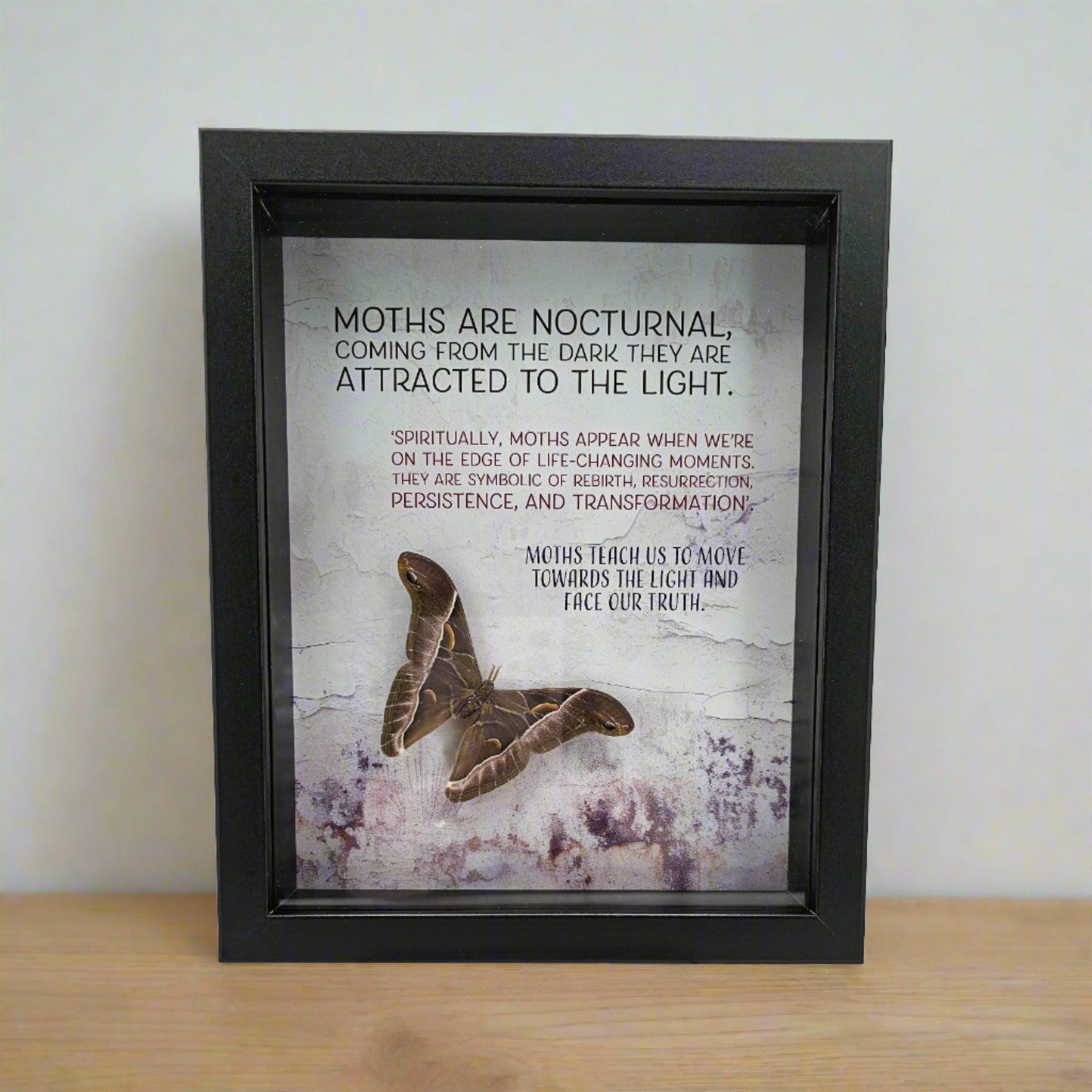 Frame - Spirit Moth - That Creative Feeling