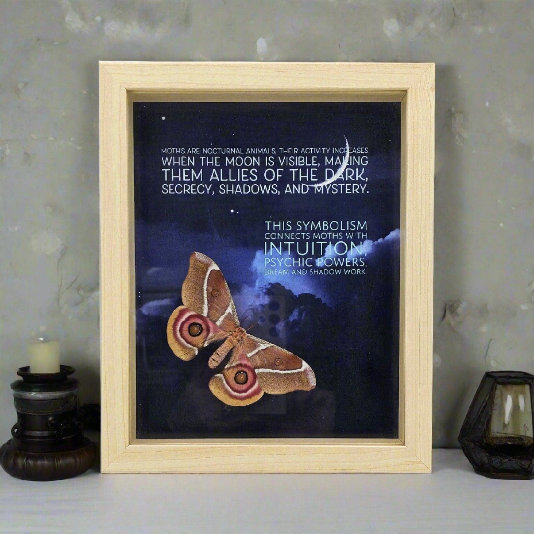 Frame - Spirit Moth - That Creative Feeling