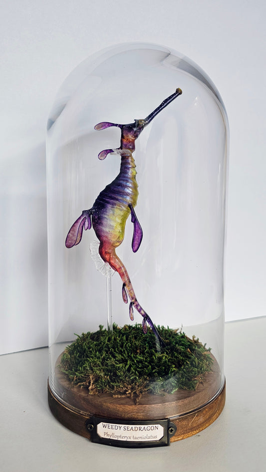 Irony Specimen: Weedy Seadragon (purple)