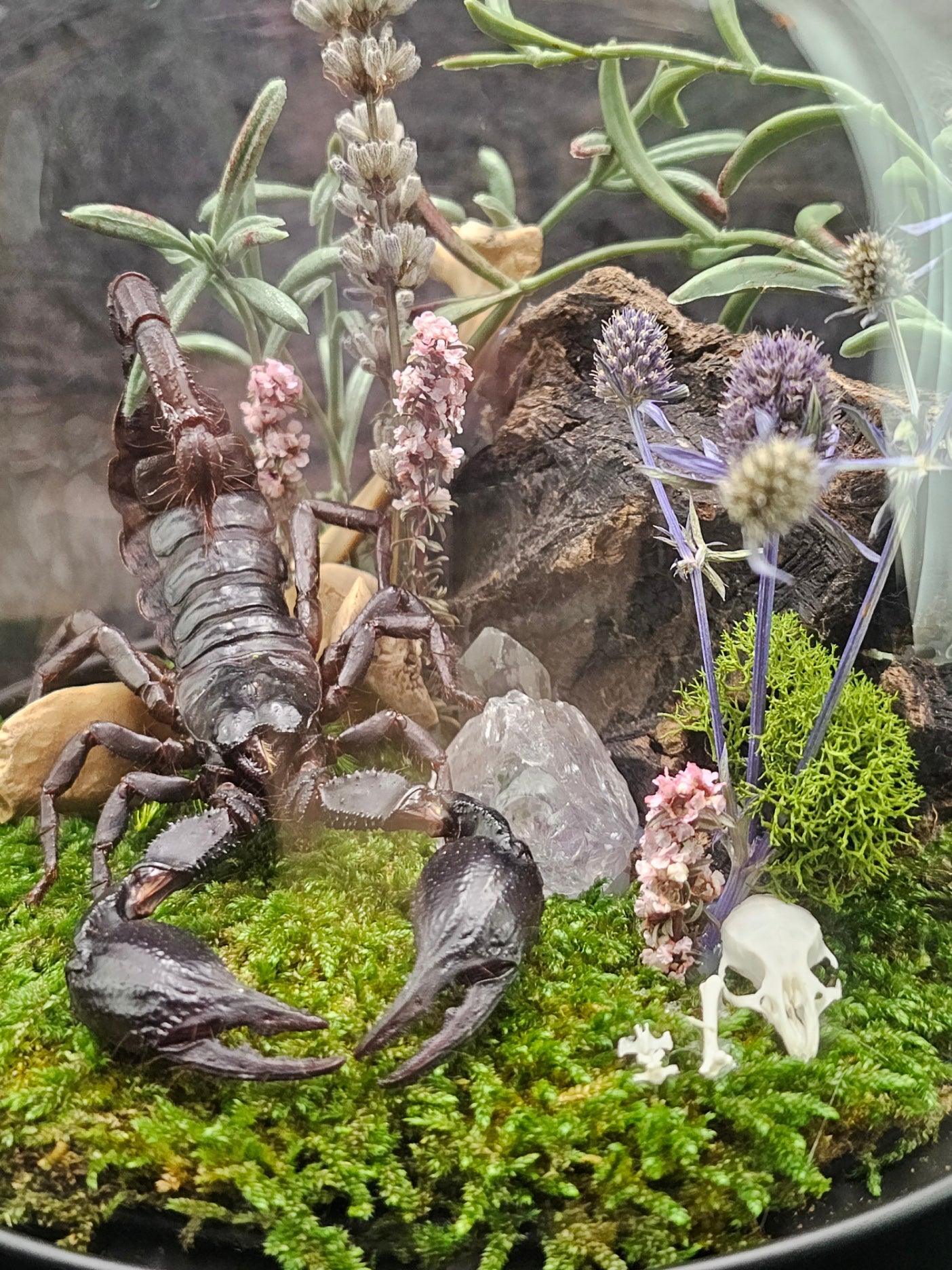 Insect terrarium - medium glass dome - That Creative Feeling