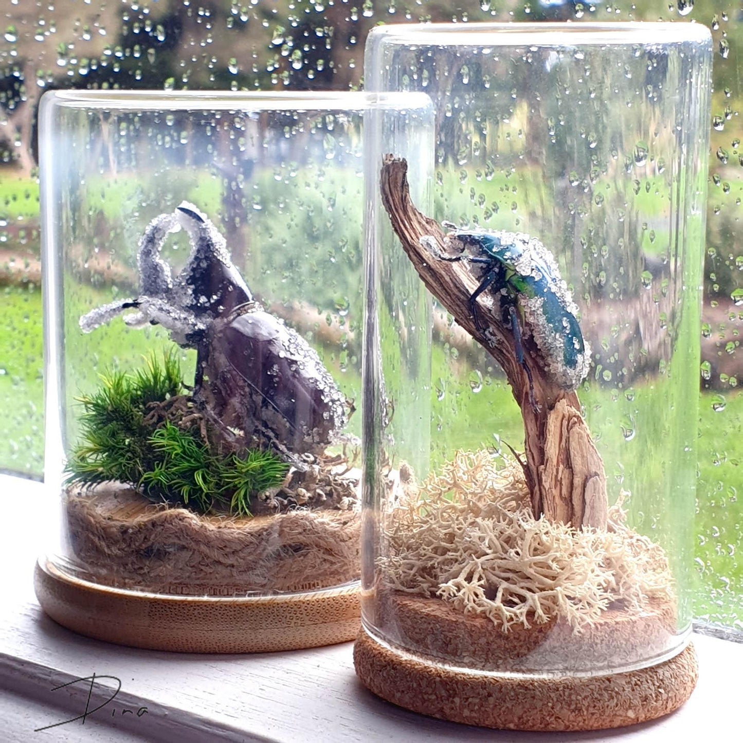 Insect terrarium - medium glass dome - That Creative Feeling