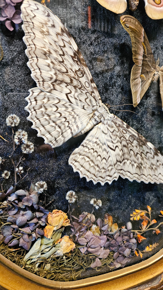 Frame vintage - with White Witch Moth & Silk moths