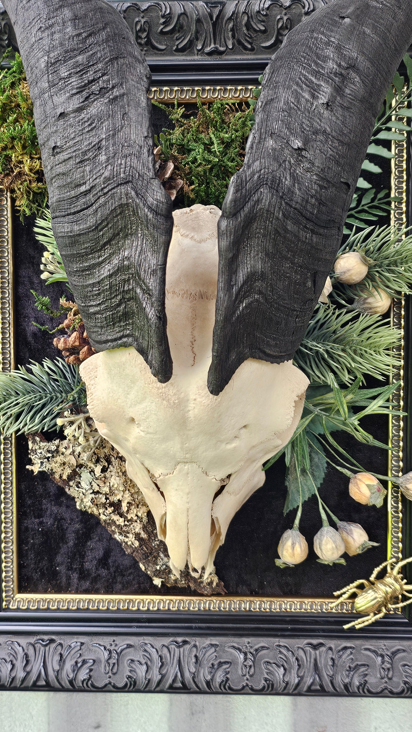Skull - real Goat on black frame gothic style