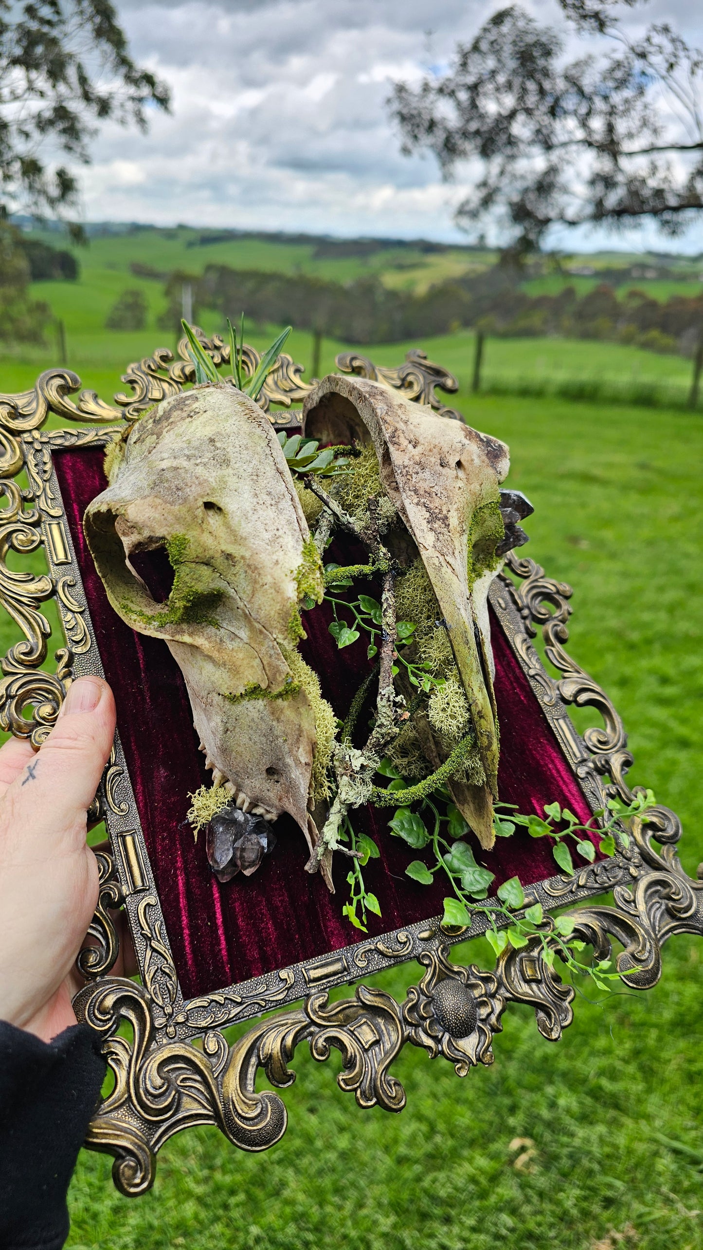 Skull Split - on vintage brass frame, taxidermy
