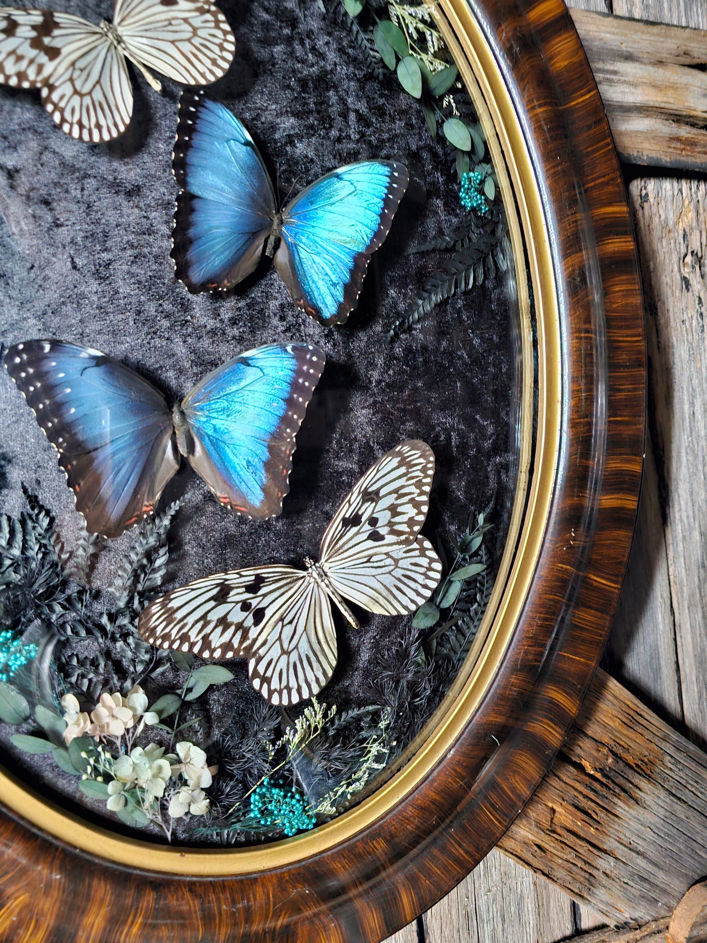 Frame vintage - Victorian Gothic bubble frame with Blue Morpho butterflies