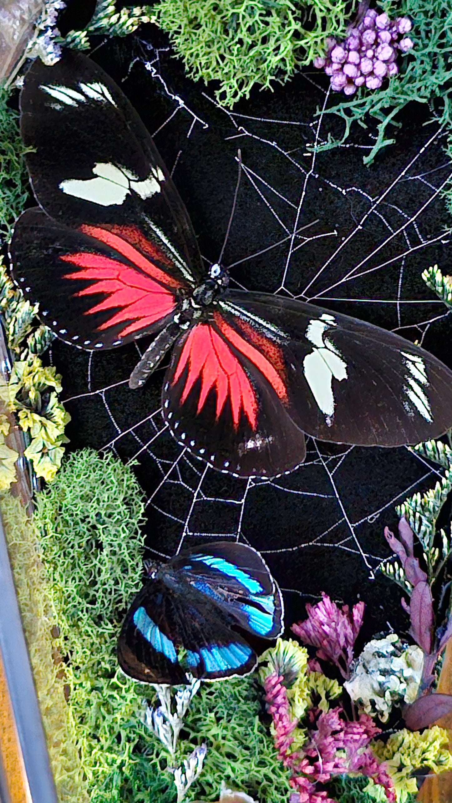 Butterfly coffin terrarium - glass box (19cm)