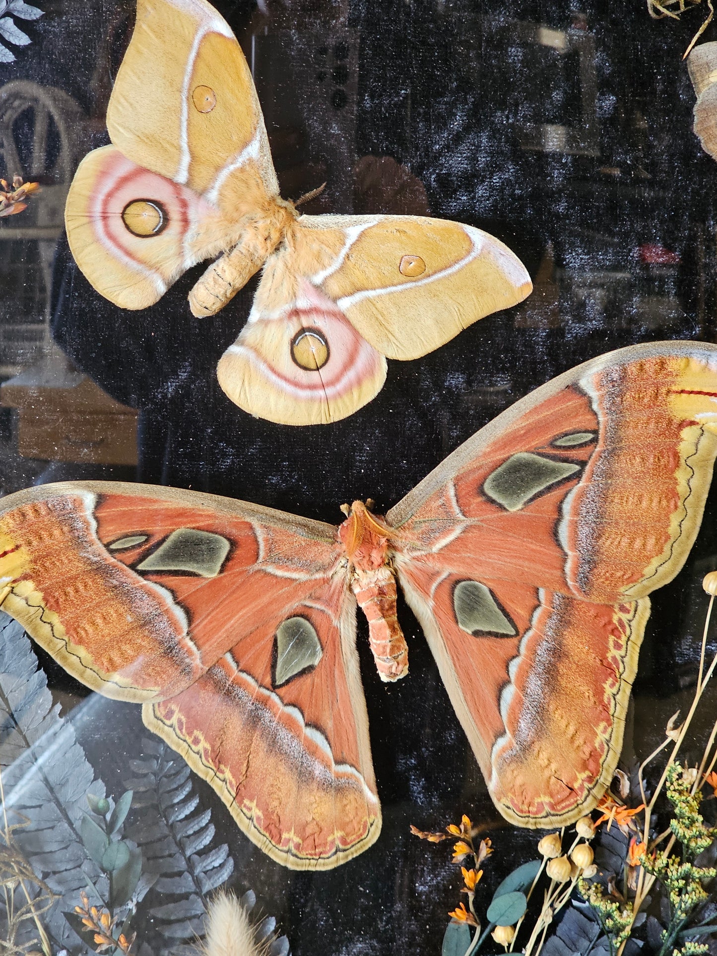 Frame vintage - Victorian Gothic bubble frame with Giant Atlas Moth & Silk moth