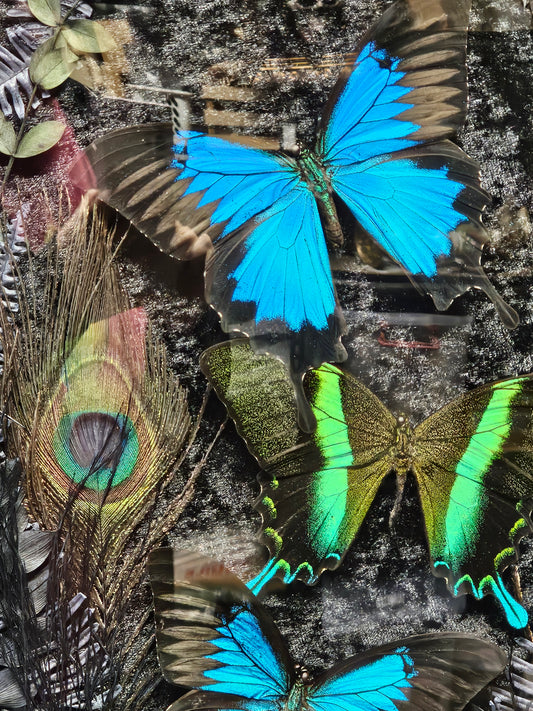 Frame vintage - with Blue Green Swallowtail butterflies