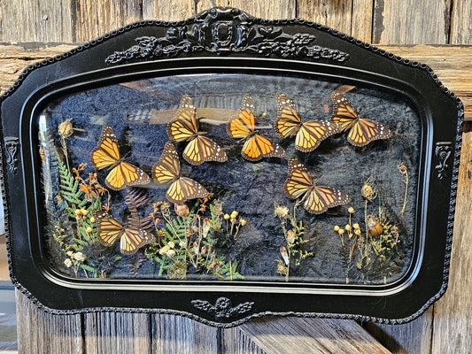 Frame vintage - with Monarch butterflies