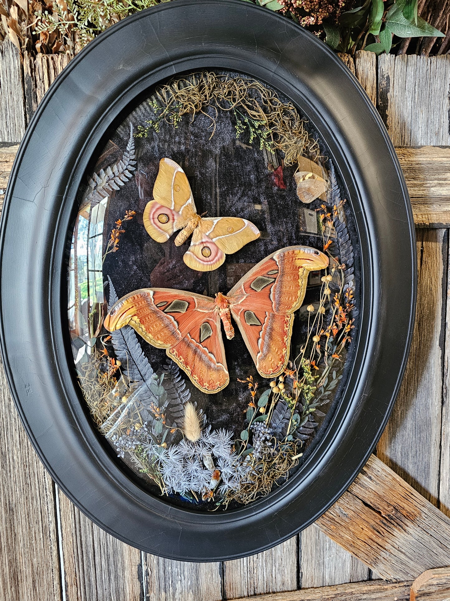 Frame vintage - Victorian Gothic bubble frame with Giant Atlas Moth & Silk moth