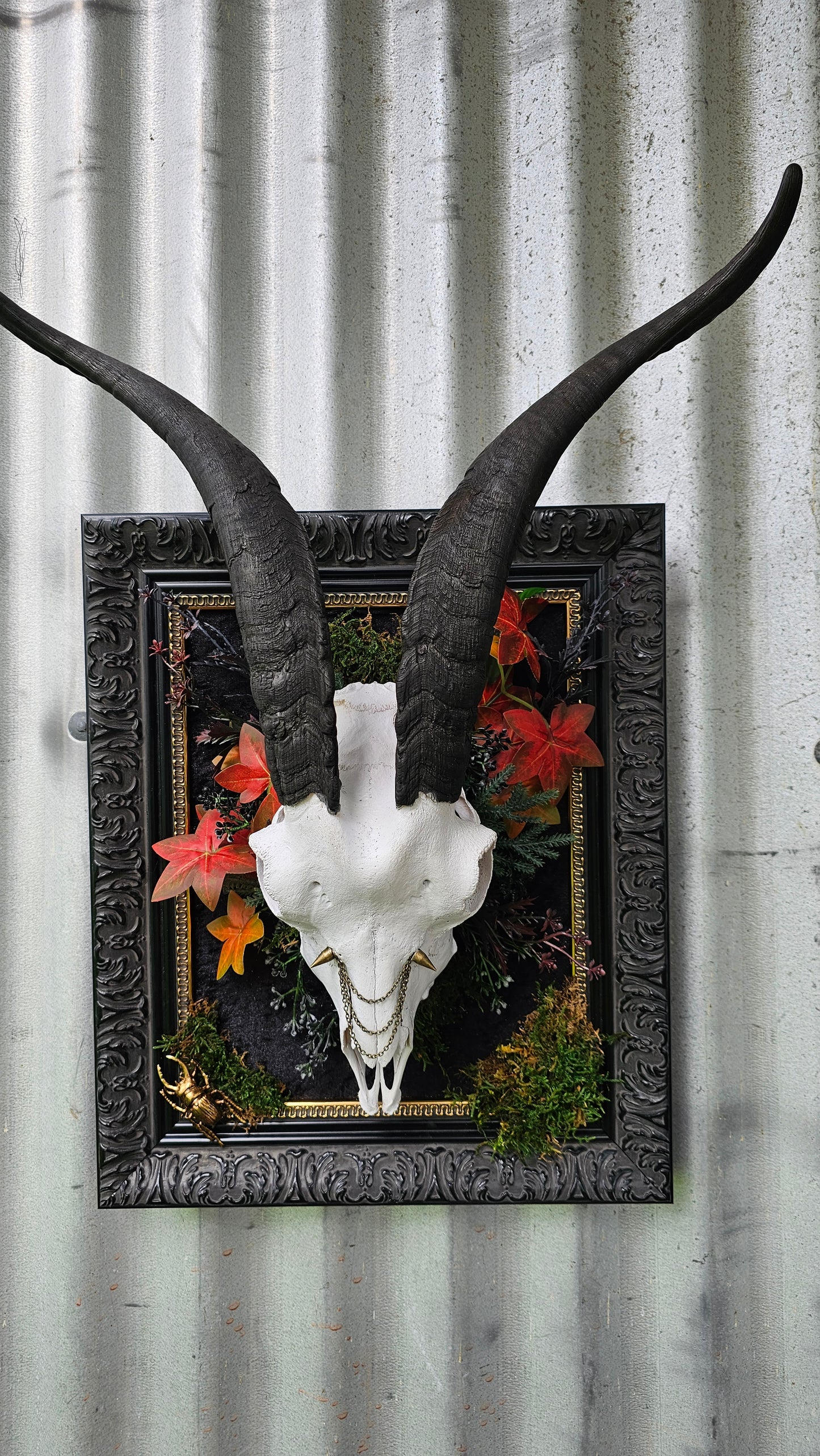 Skull - real Goat on black frame gothic style