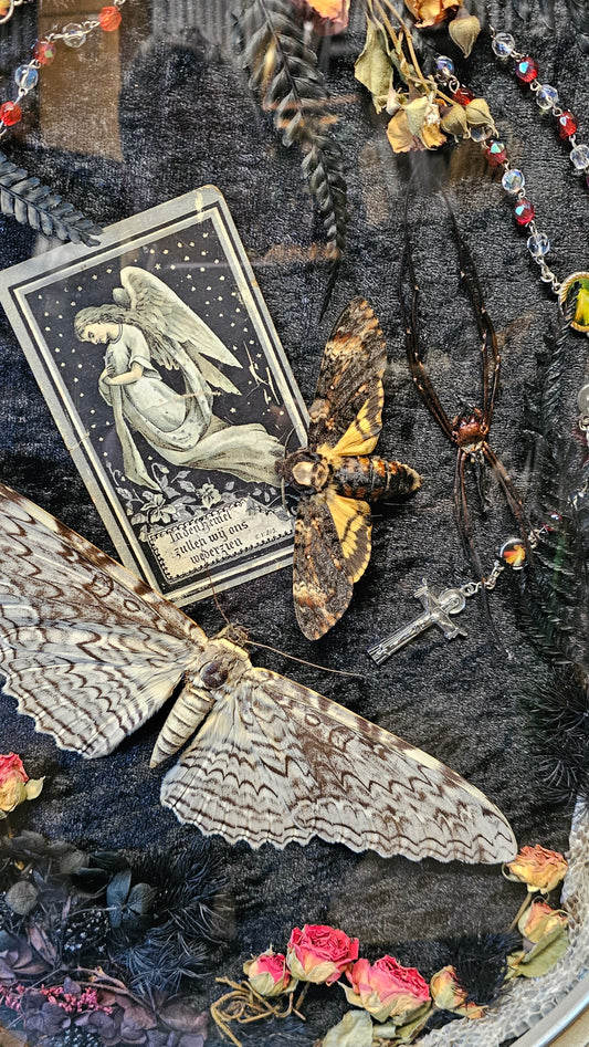 Frame vintage - White Witch and Deaths-Head Moth