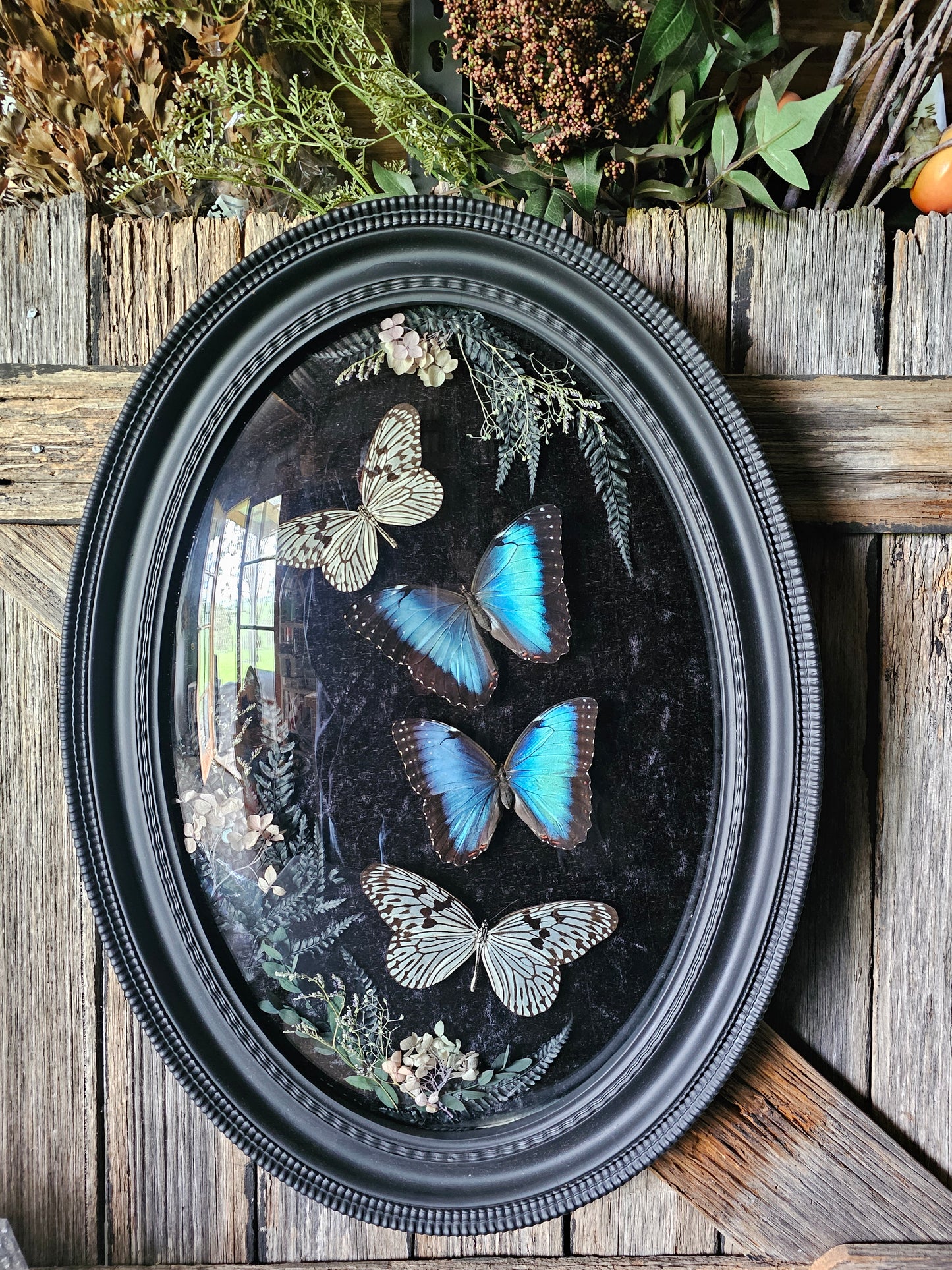 Frame vintage - Victorian Gothic bubble frame with Blue Morpho butterflies