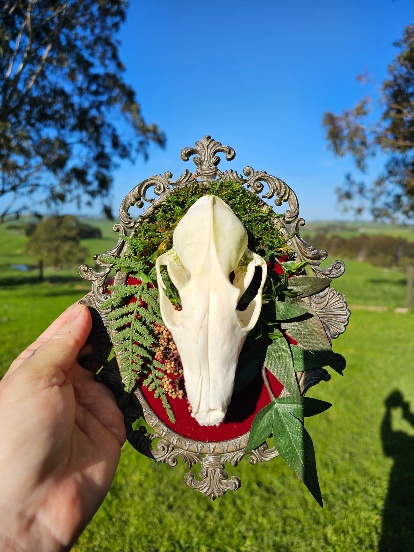 Skull fox - on vintage brass frame, taxidermy