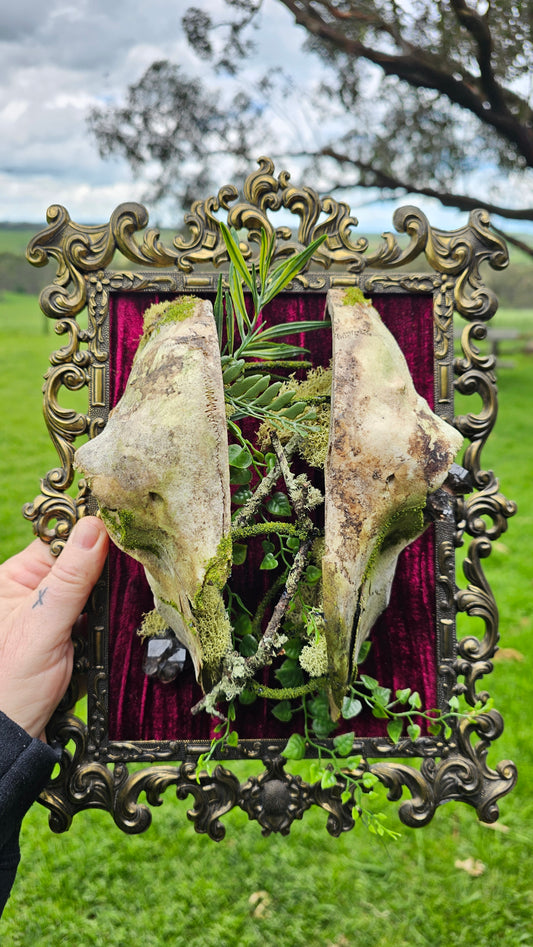 Skull Split - on vintage brass frame, taxidermy