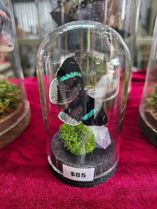 Glass Dome Small - butterflies & insects - That Creative Feeling