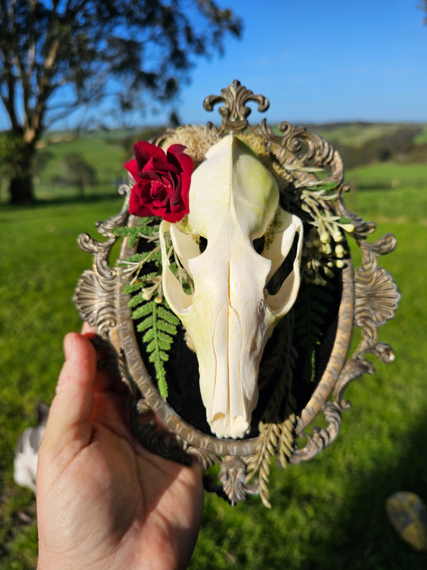 Skull fox - on vintage brass frame, taxidermy