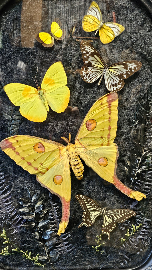 Frame vintage - with Comet Moth