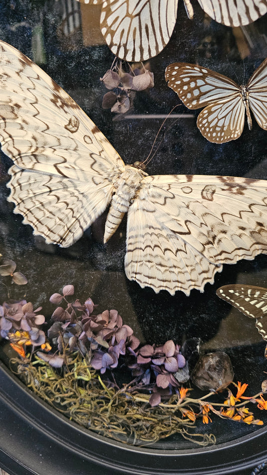 Frame vintage - with White Witch Moth with butterflies