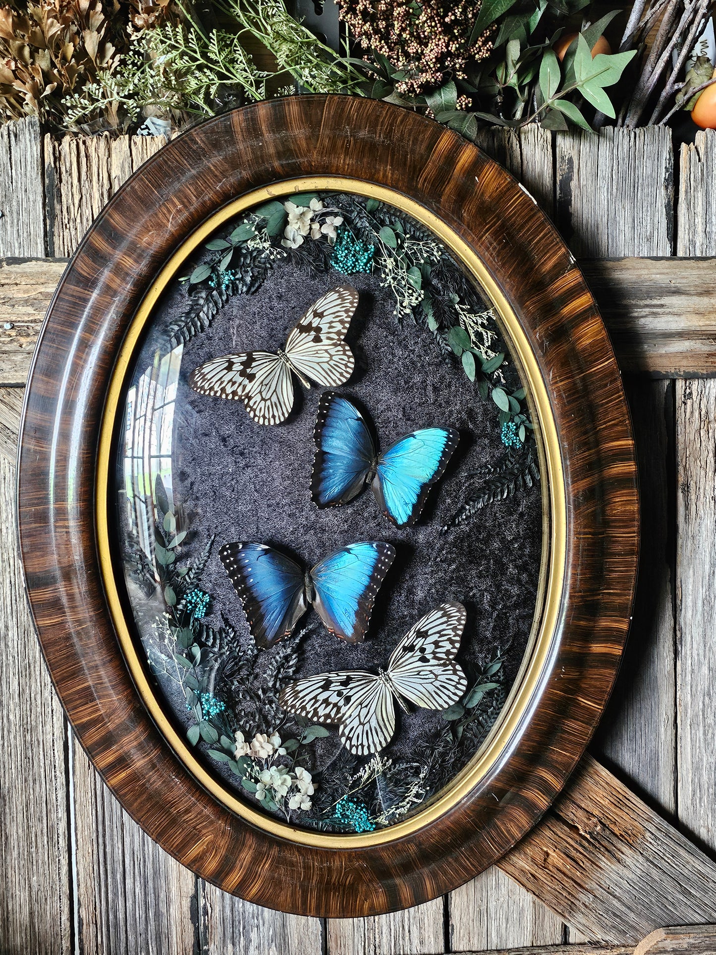Frame vintage - Victorian Gothic bubble frame with Blue Morpho butterflies