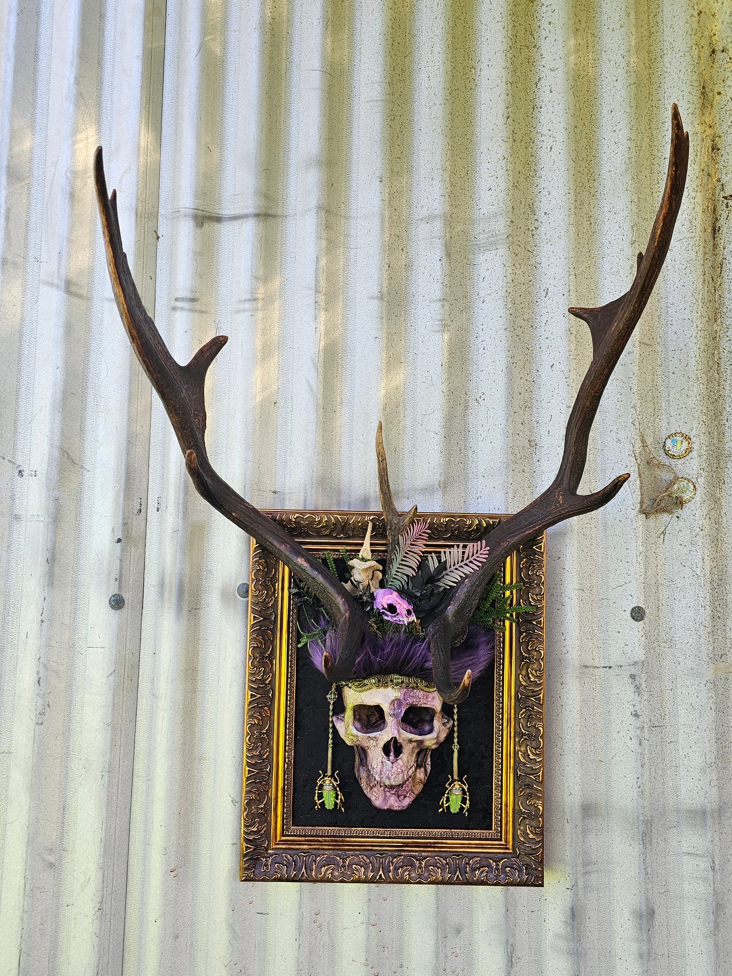 Deer antlers - 'Ancients Lost v' real fallow deer with human-size skull