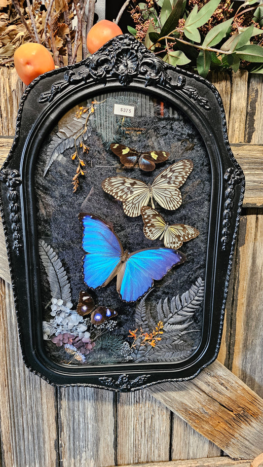 Frame vintage - with Giant Blue Morpho butterfly