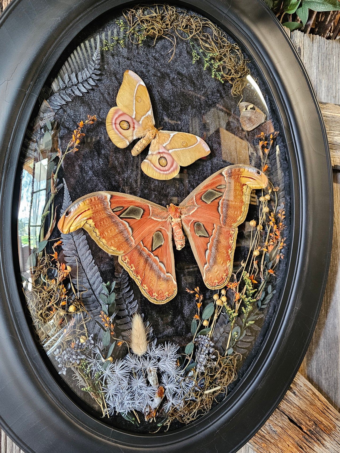Frame vintage - Victorian Gothic bubble frame with Giant Atlas Moth & Silk moth