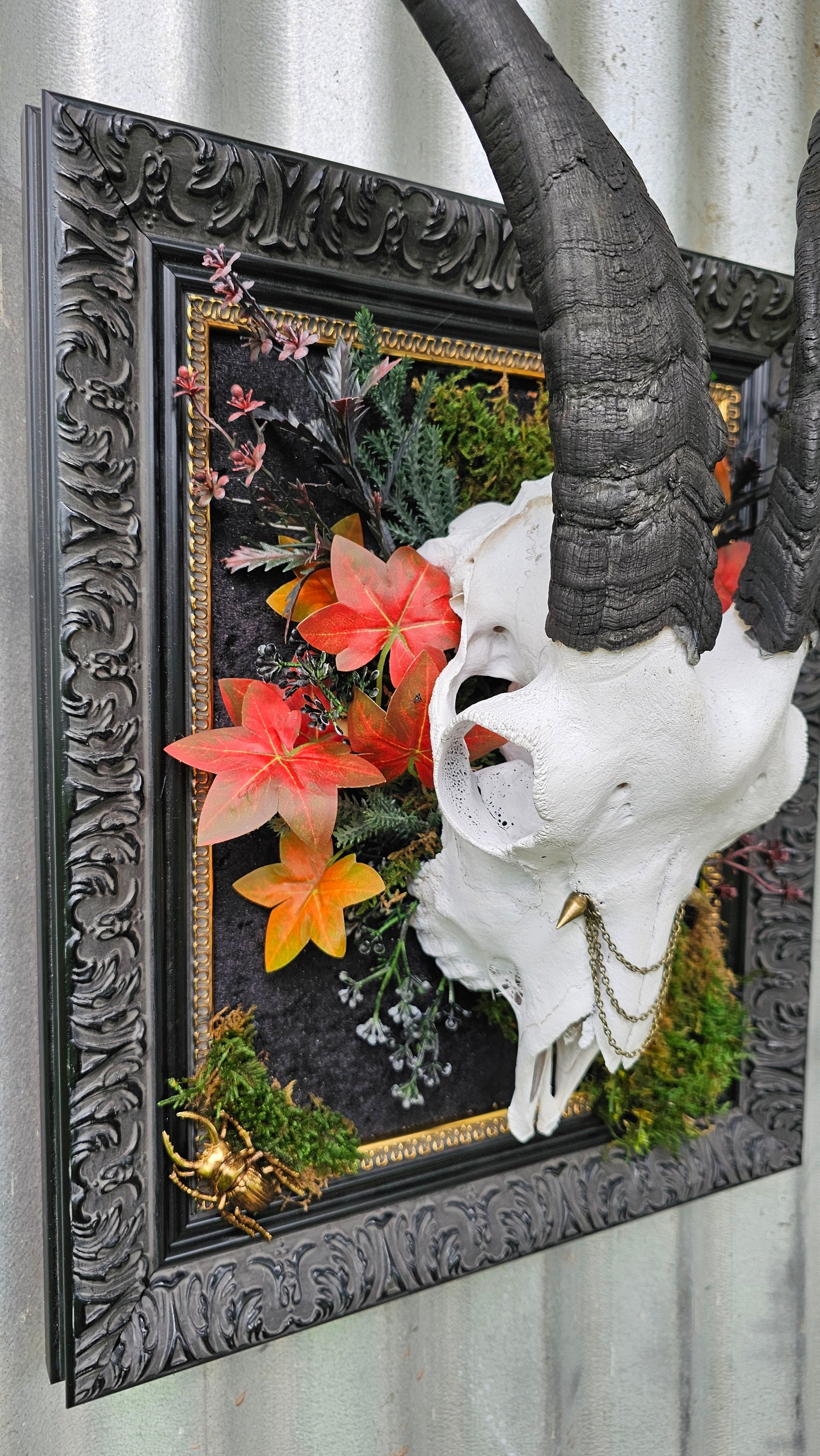 Skull - real Goat on black frame gothic style