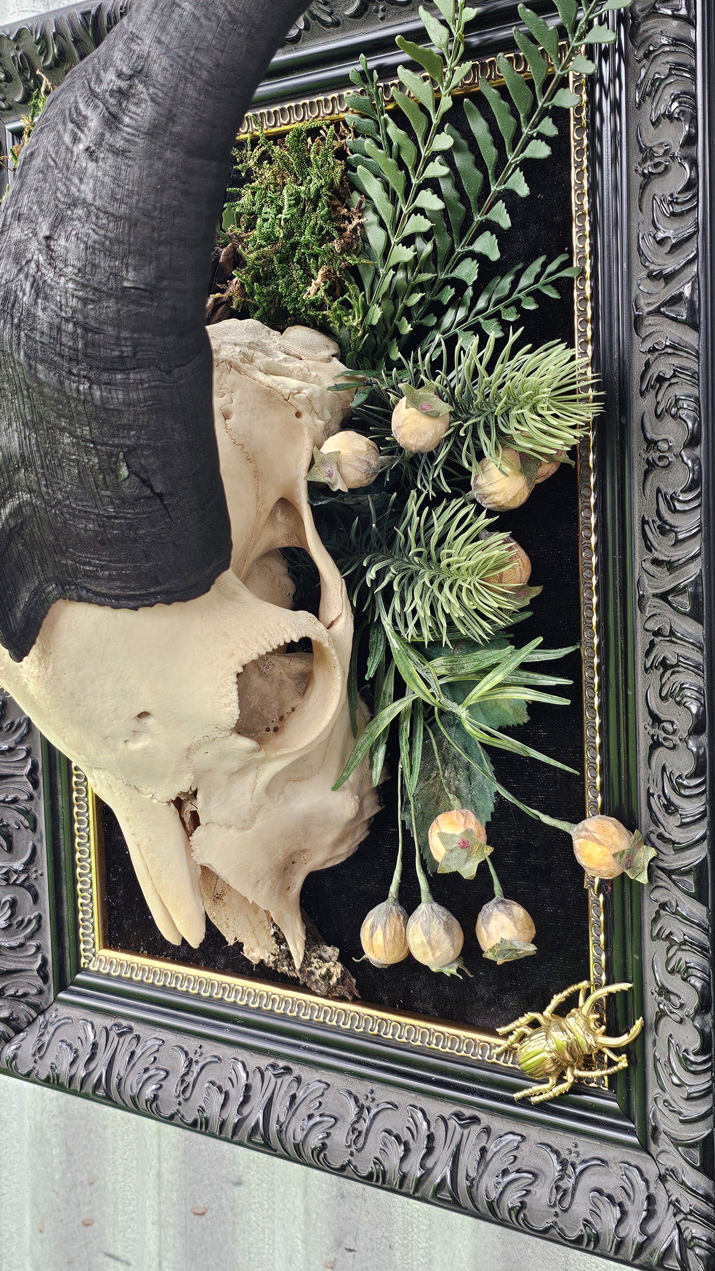 Skull - real Goat on black frame gothic style