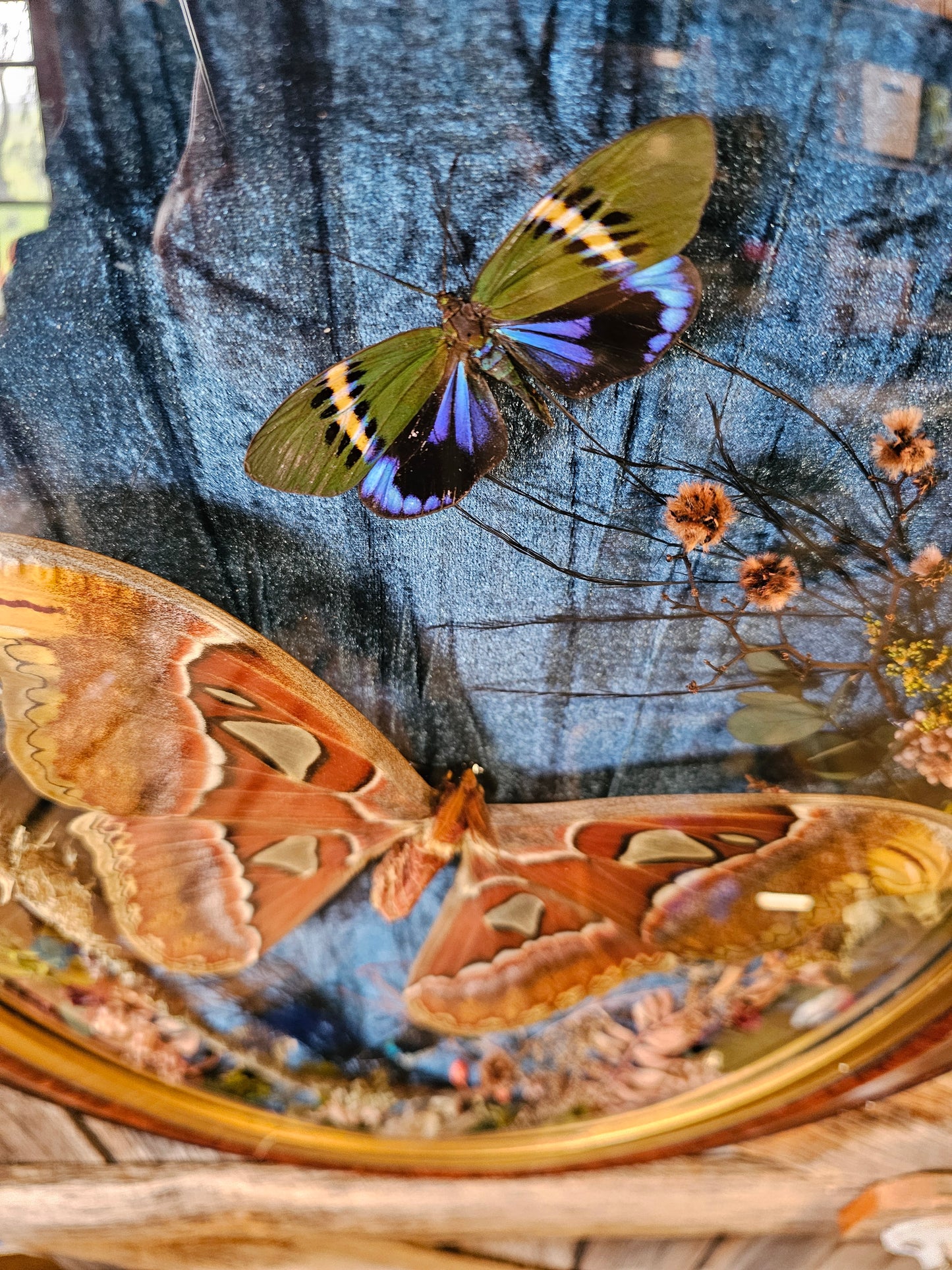 Frame vintage - Victorian Gothic bubble frame with Giant Atlas Moth