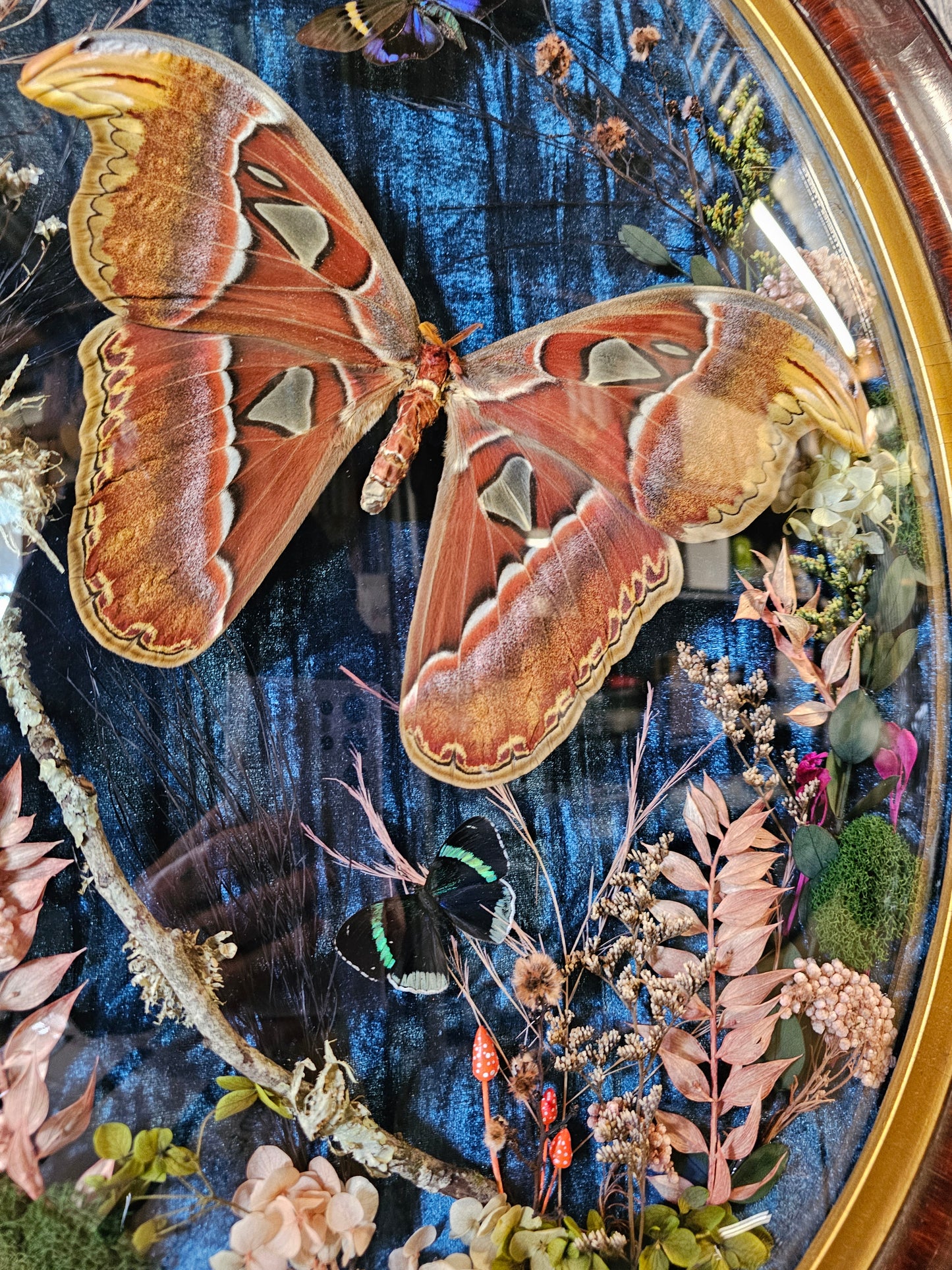 Frame vintage - Victorian Gothic bubble frame with Giant Atlas Moth