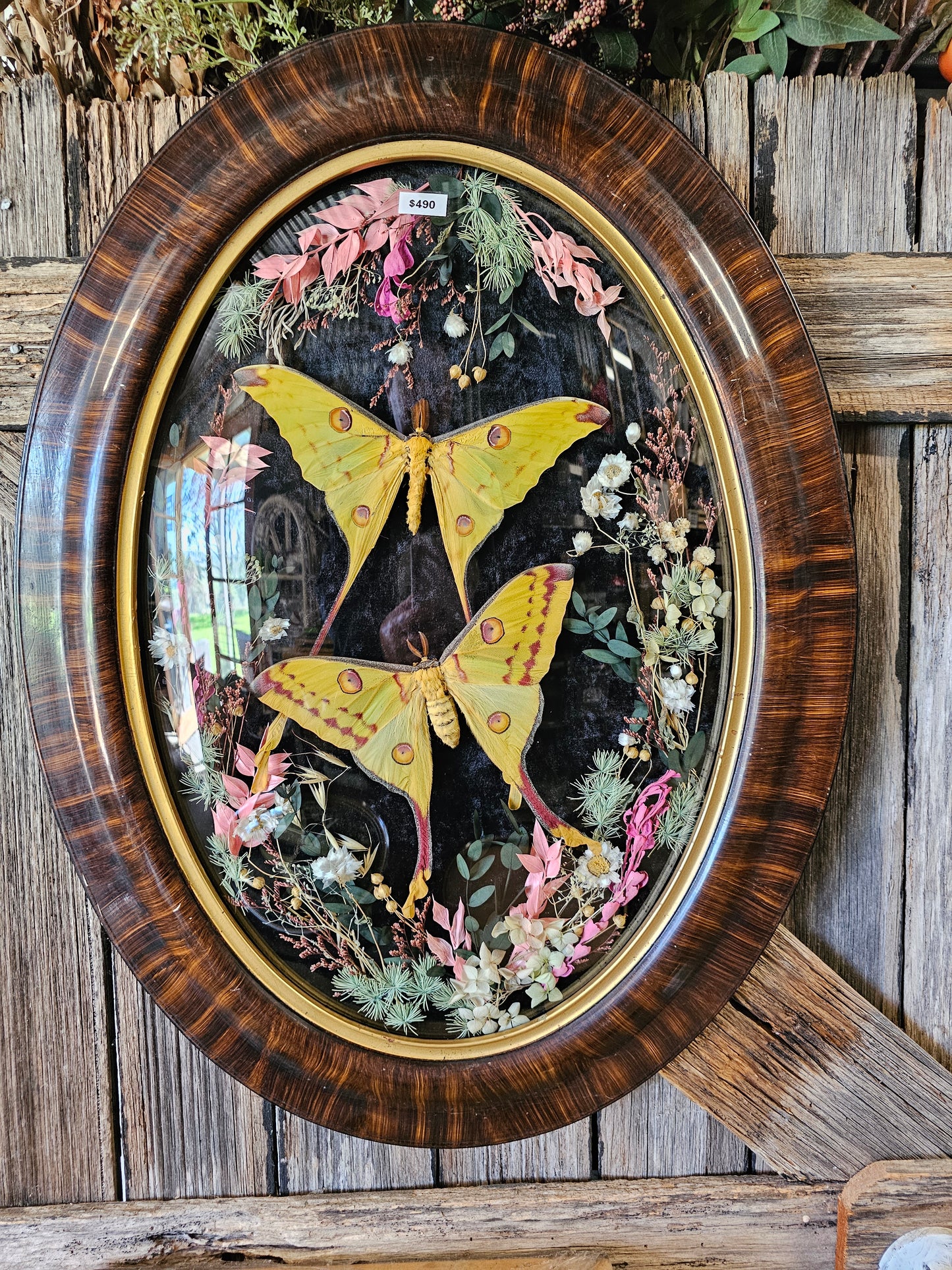 Frame vintage - Victorian Gothic bubble frame with Giant Comet Moths