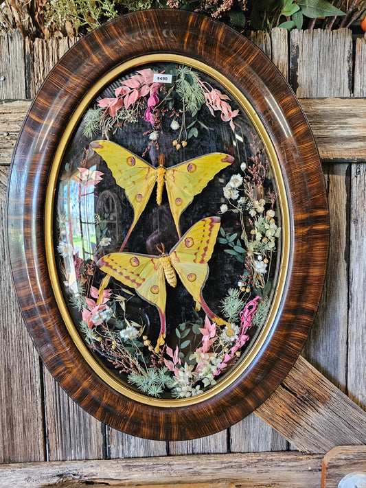 Frame vintage - Victorian Gothic bubble frame with Giant Comet Moths
