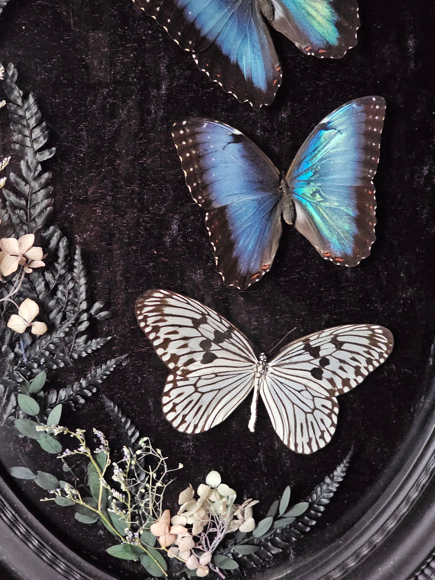 Frame vintage - Victorian Gothic bubble frame with Blue Morpho butterflies