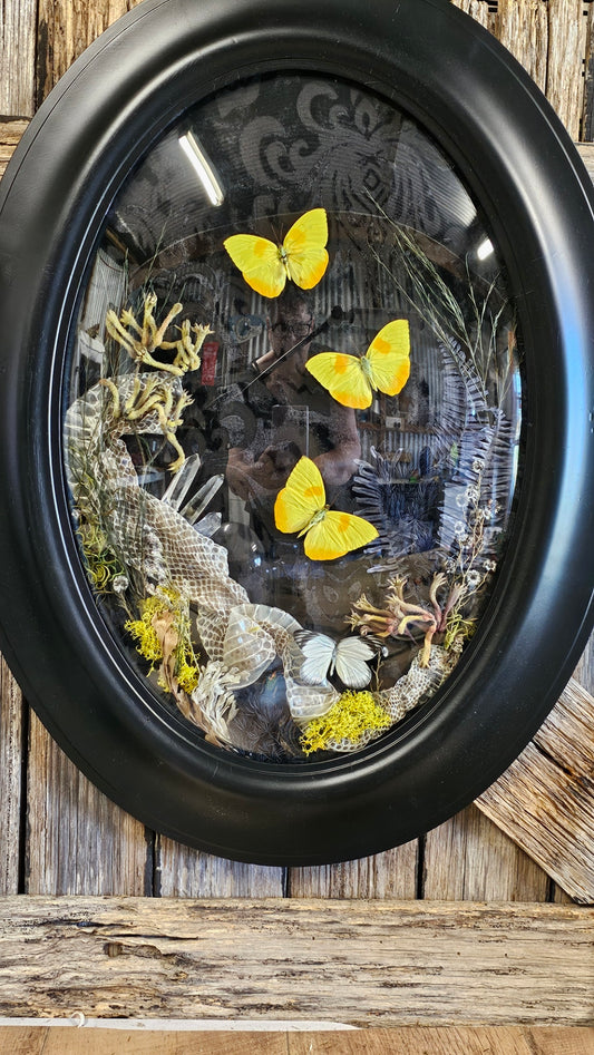 Extra large 1920s Vintage bubble frame with Yellow Sulphur butterflies