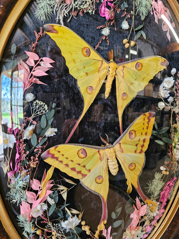 Butterflies, Moths & Insects - That Creative Feeling