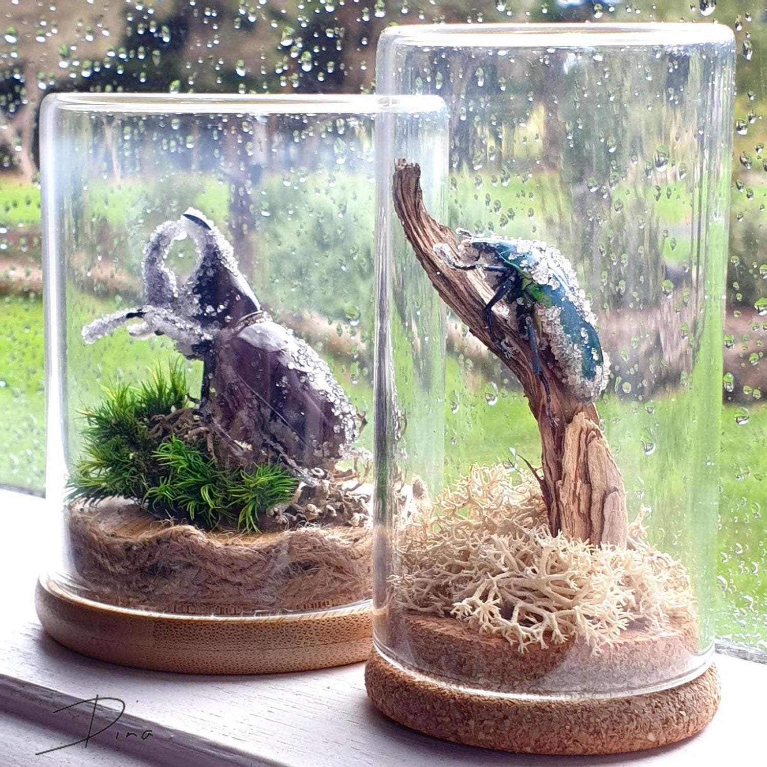 Museum relics — Glass domes and terrariums