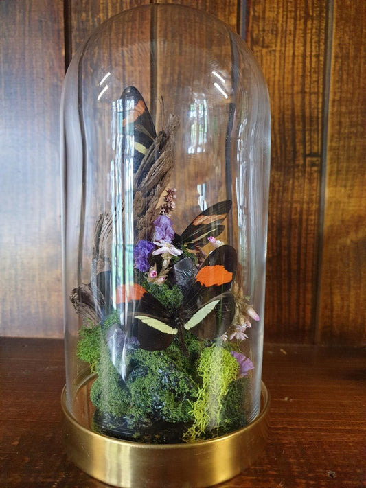 Butterfly terrarium - medium glass dome (19cm) - That Creative Feeling