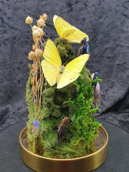 Glass dome - Butterflies, crystals and preserved moss terrarium (19cm)