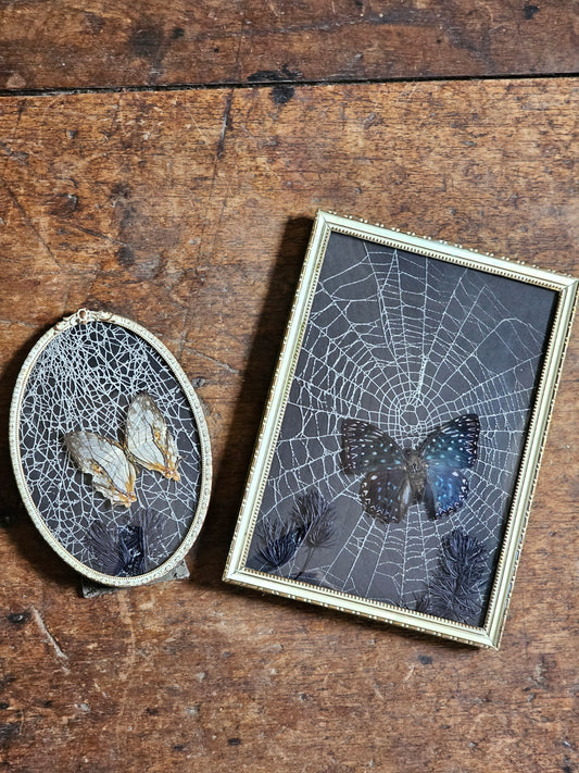 Vintage Gothic frames with real spider webs