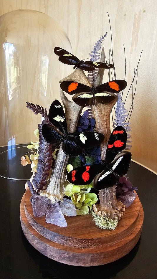 Butterfly terrarium - large glass dome (26cm) - That Creative Feeling