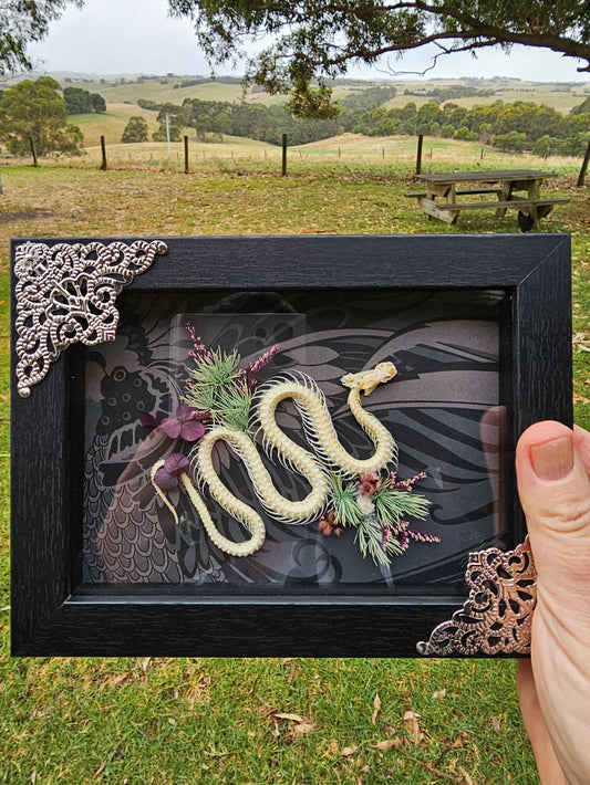 Taxidermy - Snake skeleton in the garden - framed