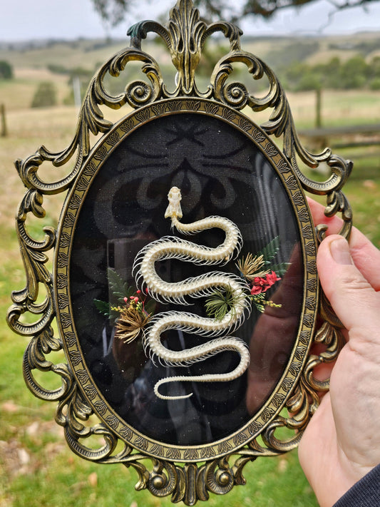 Taxidermy - Snake skeleton in brass vintage bubble frame