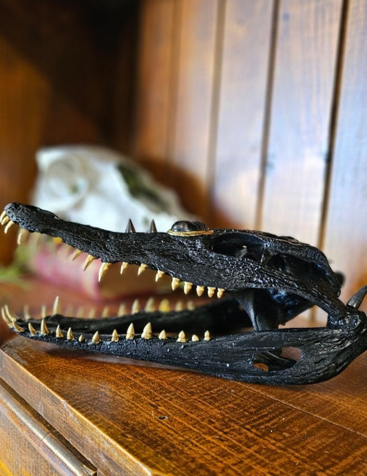 Skull - Real crocodile - unique taxidermy