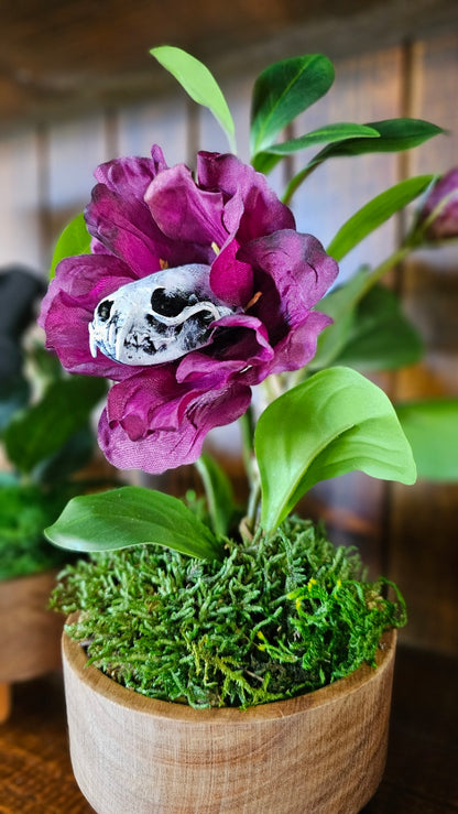 Skull - 'Cleopatra' - Morticia Adams carnivorous plant with mink skull,, taxidermy